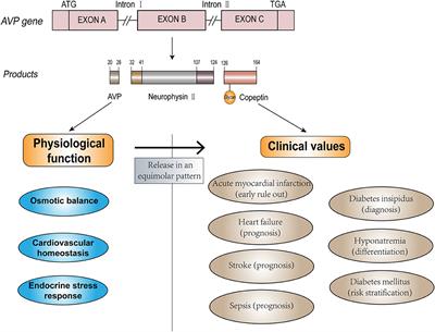 Copeptin as a Diagnostic and Prognostic Biomarker in Cardiovascular Diseases